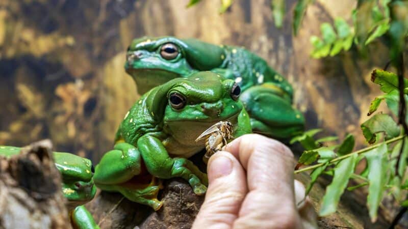 feeding reptile in home enclosure