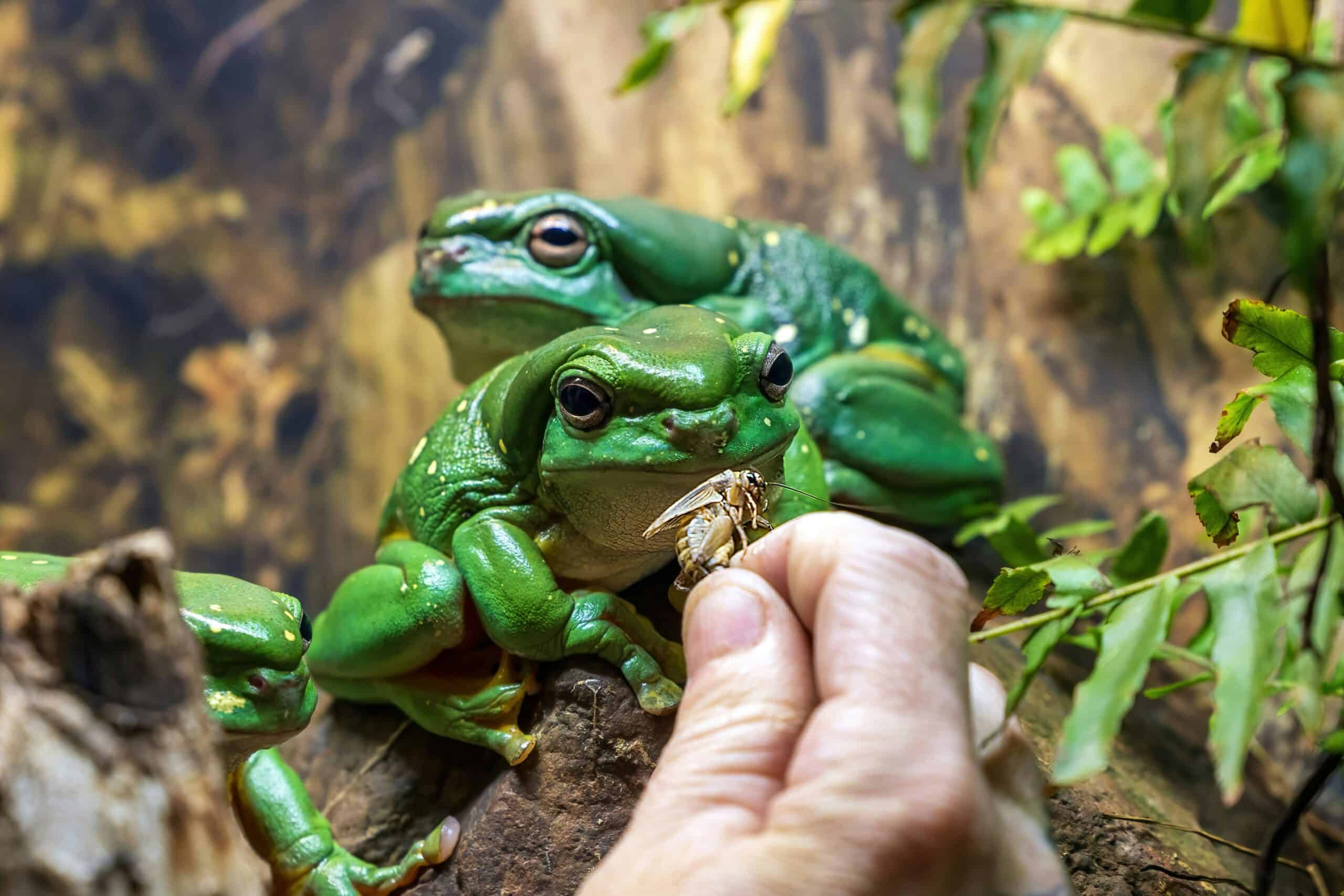 Best Reptile Feeding Supplies and Tongs in 2026: Keeping Hands and Substrate Out of It