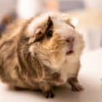 a guinea pig in home for care