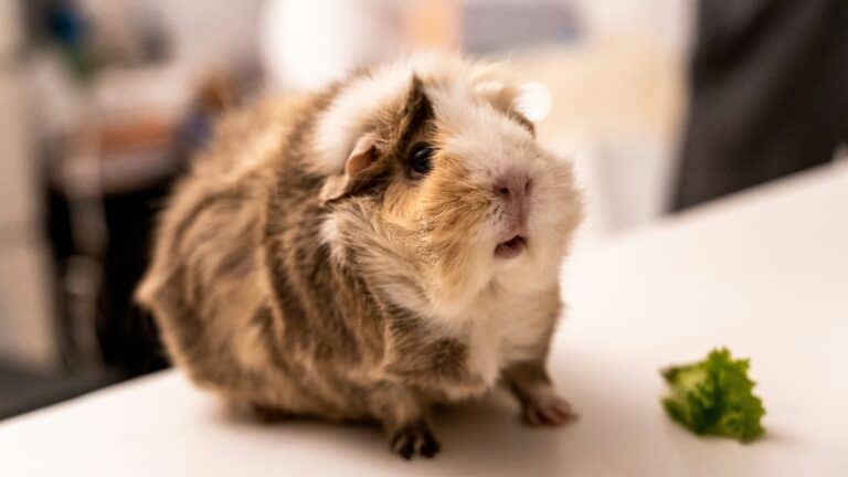 a guinea pig in home for care