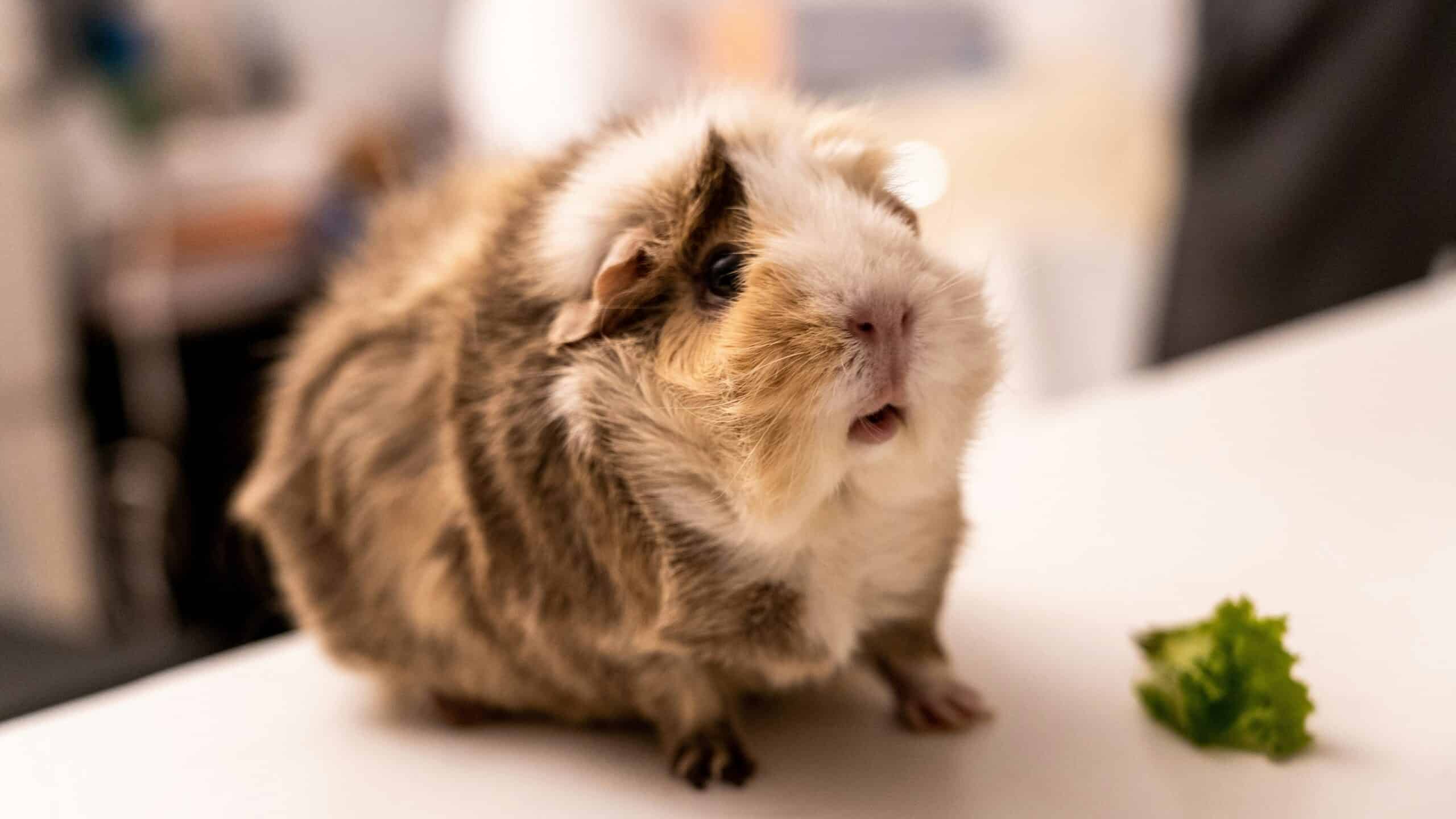Best Guinea Pig Vitamin C Supplements in 2026: Forms That Work and the One to Avoid