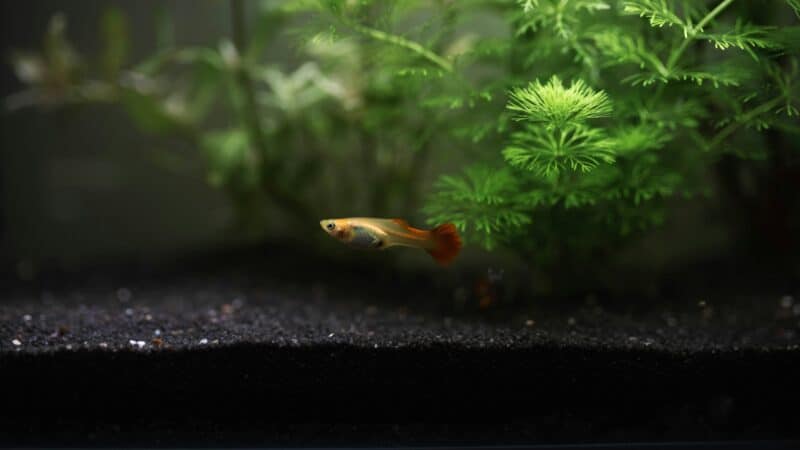 a home plant decor in fish tank