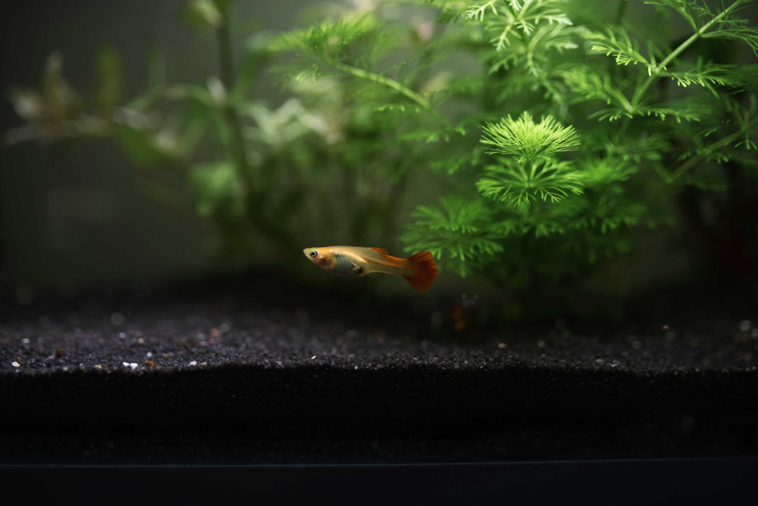 Best Aquarium Plants and Decor in 2026: Cover for Fish, Not Just Scenery