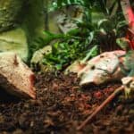 a home space for a reptile