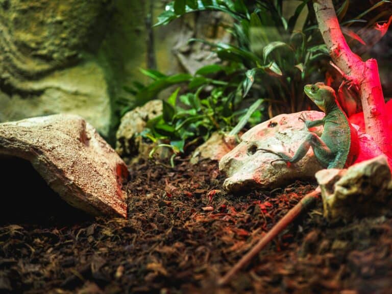 a home space for a reptile
