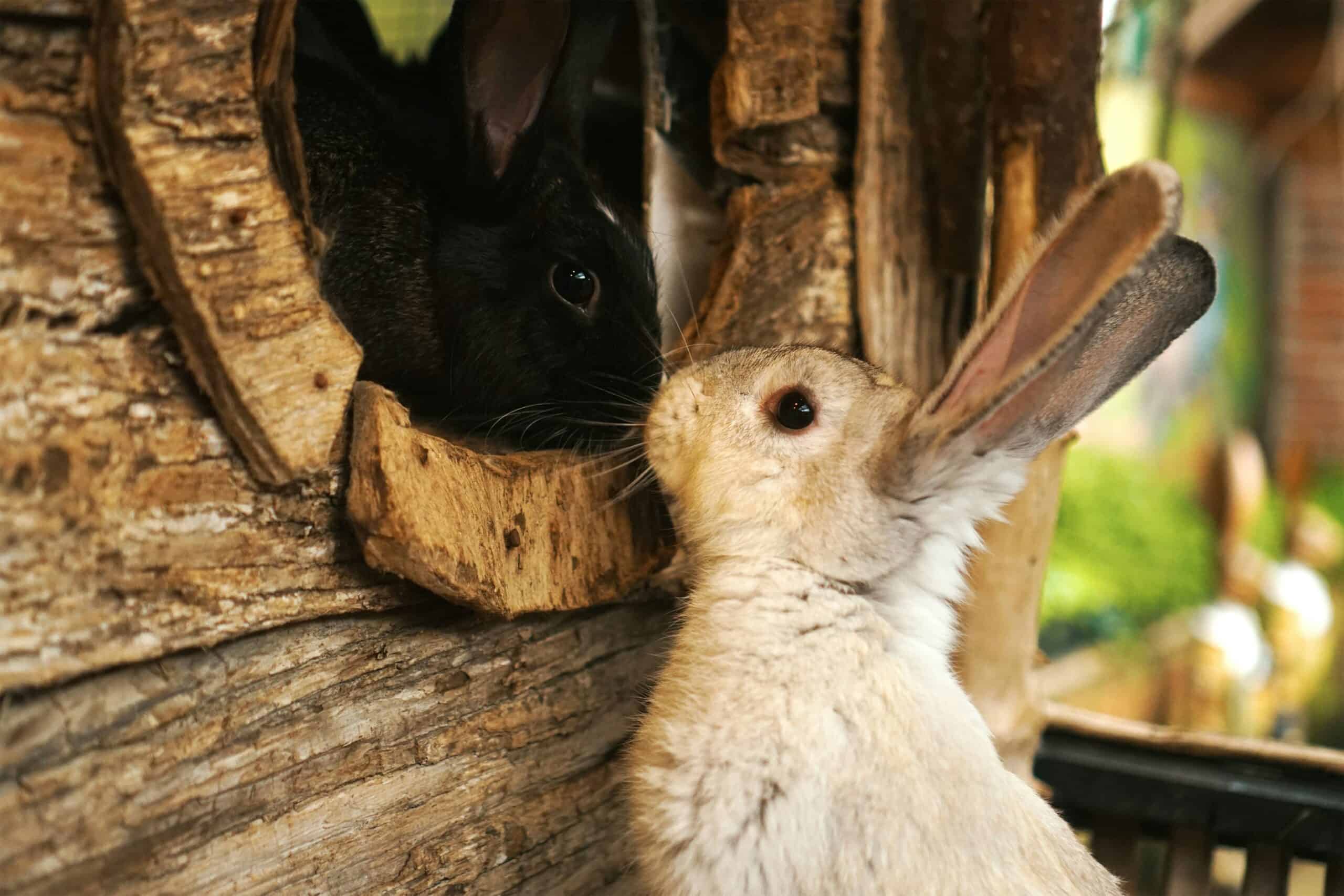 Best Rabbit Hutches and Enclosures in 2026: Floor Space, Shelter and Keeping Predators Out