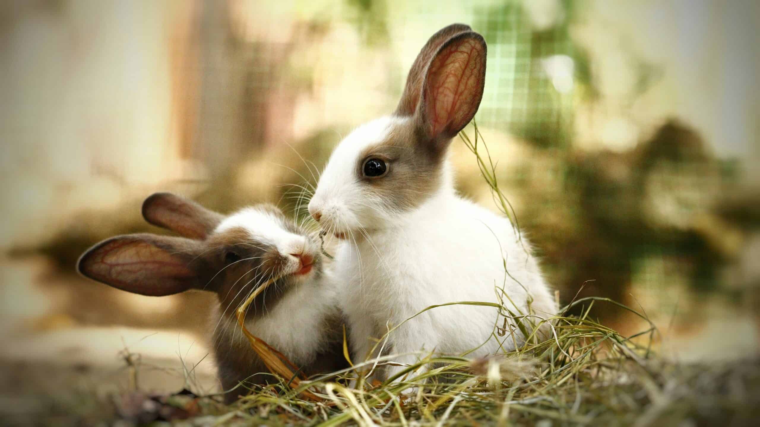 Best Rabbit Hay and Pellets in 2026: Grass Hay First, Pellets as the Supplement