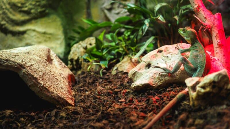 a reptile home care humidity enclosure