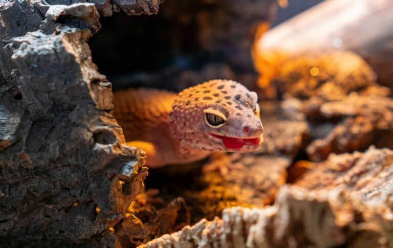 a reptile in a home sanctuary
