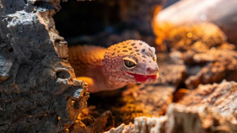 a reptile in a home sanctuary