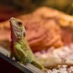 a lizard in home lighting pristine