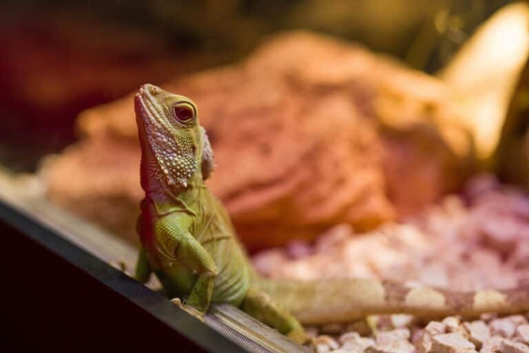 a lizard in home lighting pristine