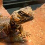 a reptile terrarium in home display