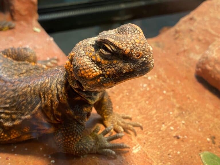a reptile terrarium in home display