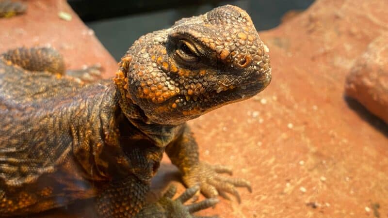 a reptile terrarium in home display