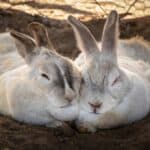 a couple of rabbits sleeping together close
