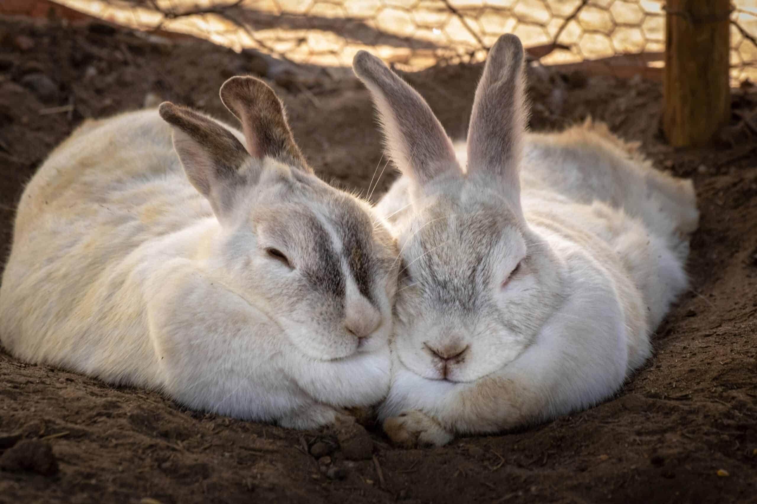 Best Rabbit Litter and Bedding in 2026: Paper, Pellets and What to Keep Out of the Tray