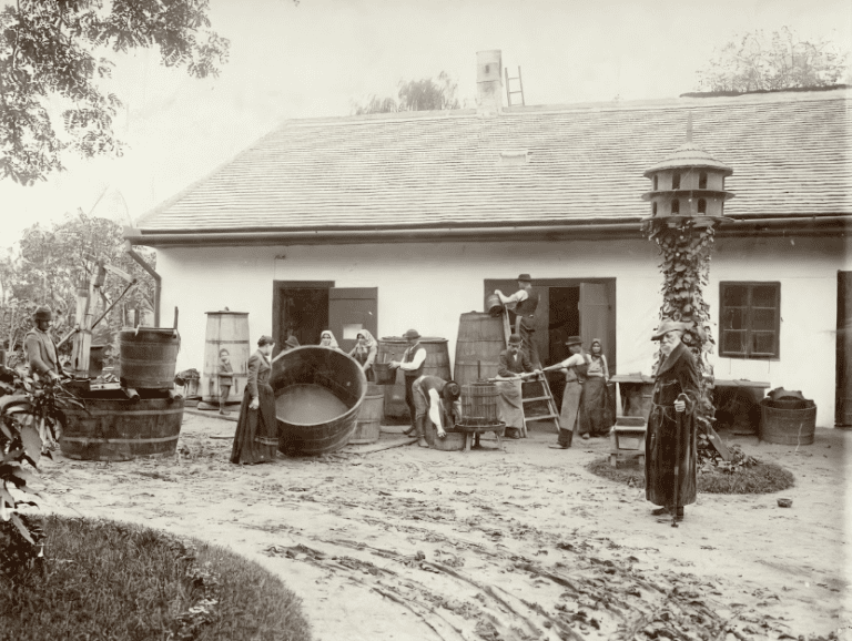 Szüret a Svábhegyen