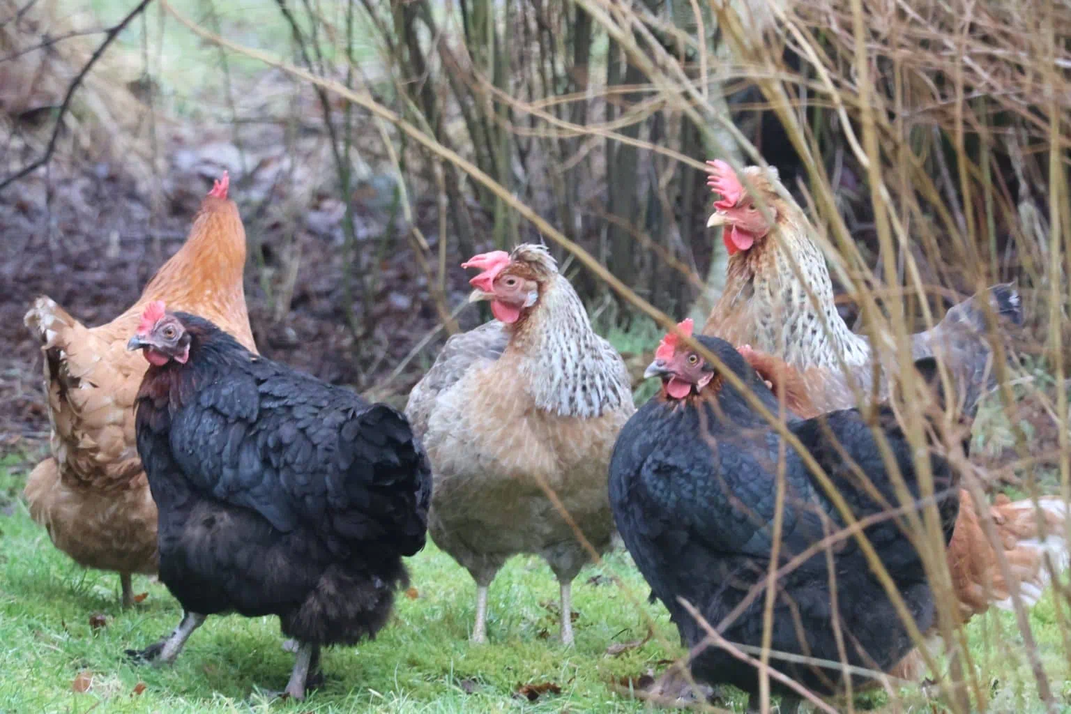 Flock of five of assorted chickens standing on grass surrounded by leafless bushes.