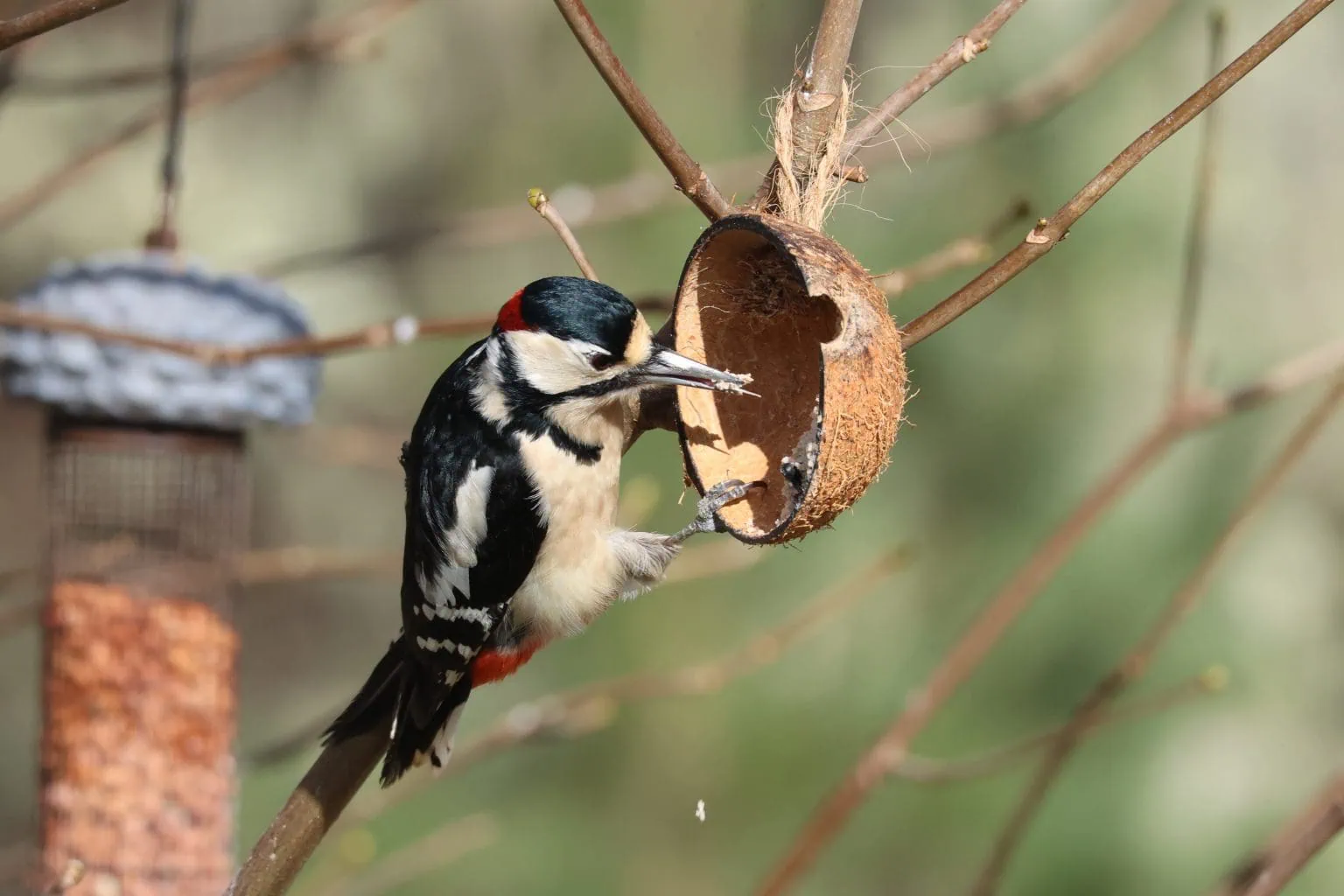 A great spotted woodpecker feeds from a coconut shell hanging in a tree.