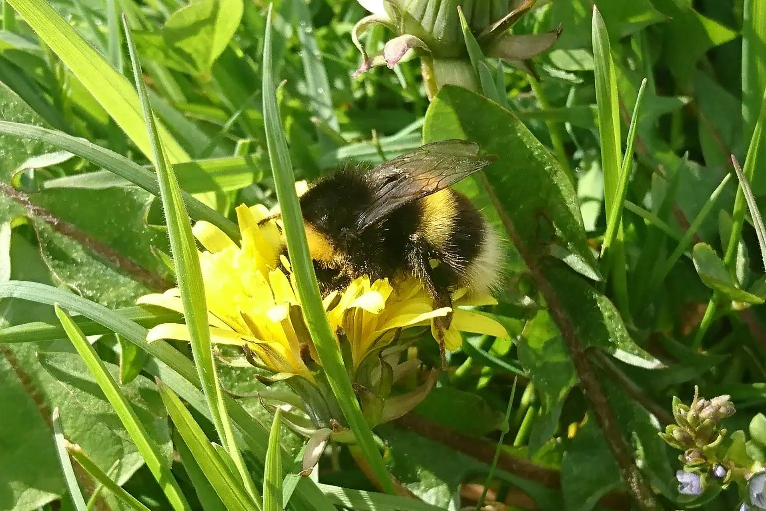 Bee on a yellow wild Lily