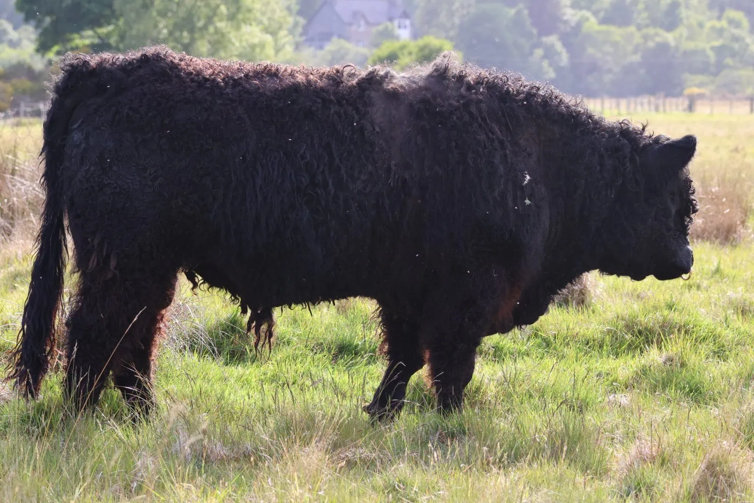 Black Galloway Bull