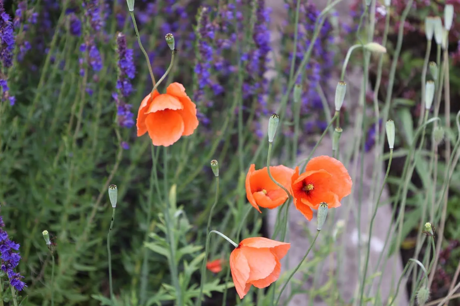 Blooming Poppies and seed pods amongst purple wild flowers and long green grass.