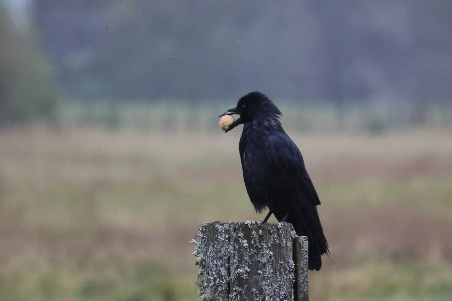 Crow with food in his beak