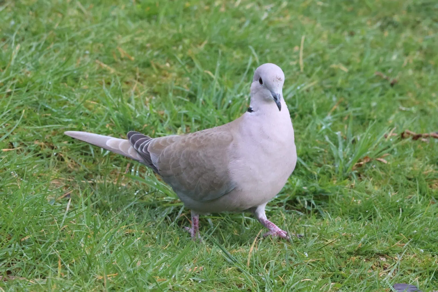Dove walking on grass