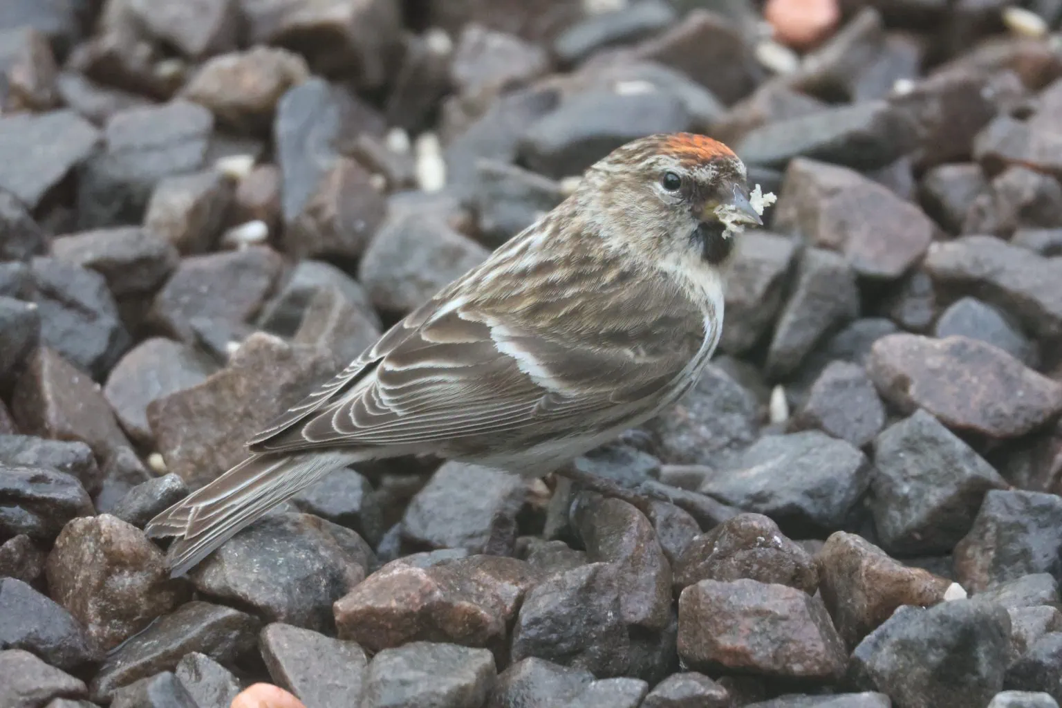 Female Redpoll feeding standing on gravel stones