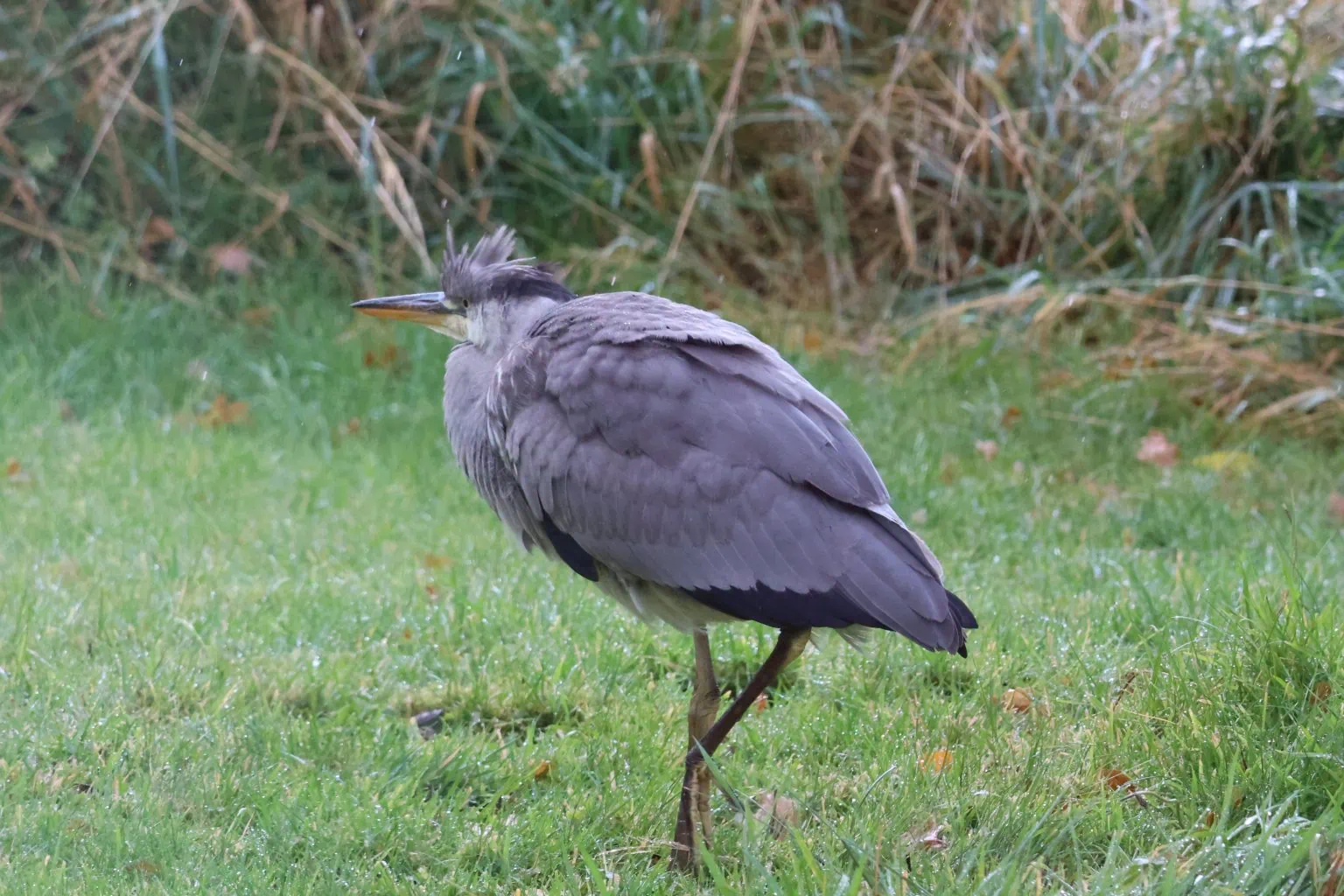 Grey Heron on a dewy lawn