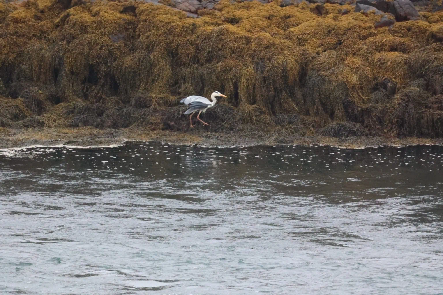 Grey Heron on the shoreline of a sea loch flanked by seaweed covered bank.