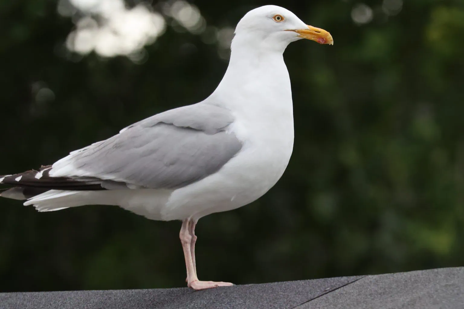 Heron Gull