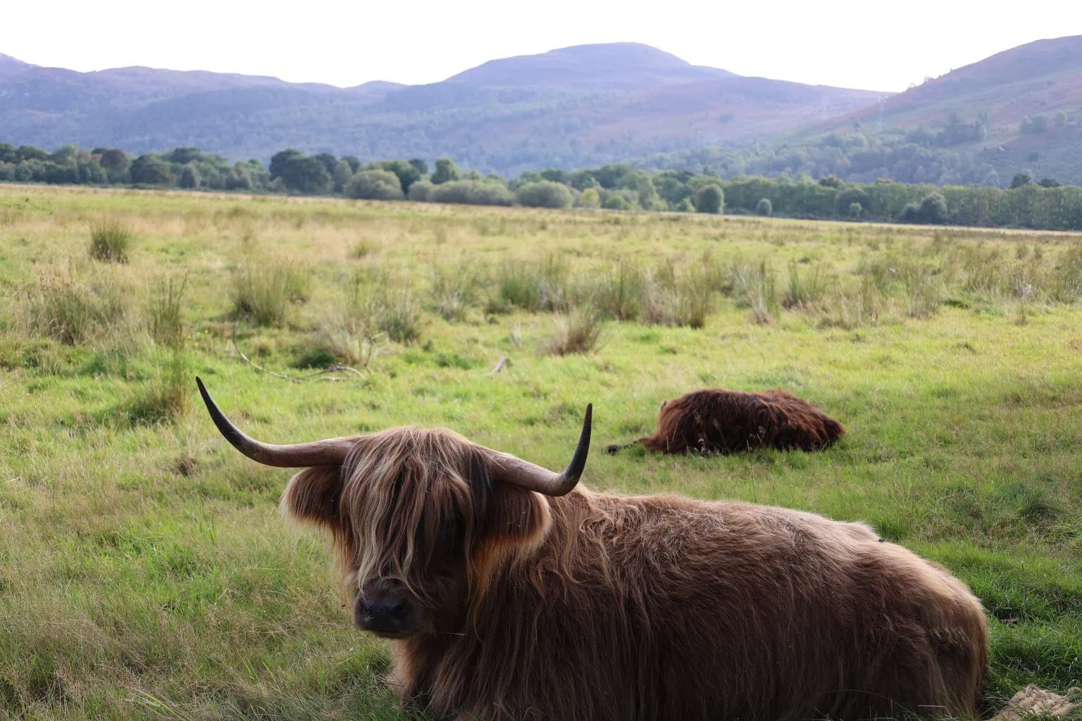 Highland Cow and her calf