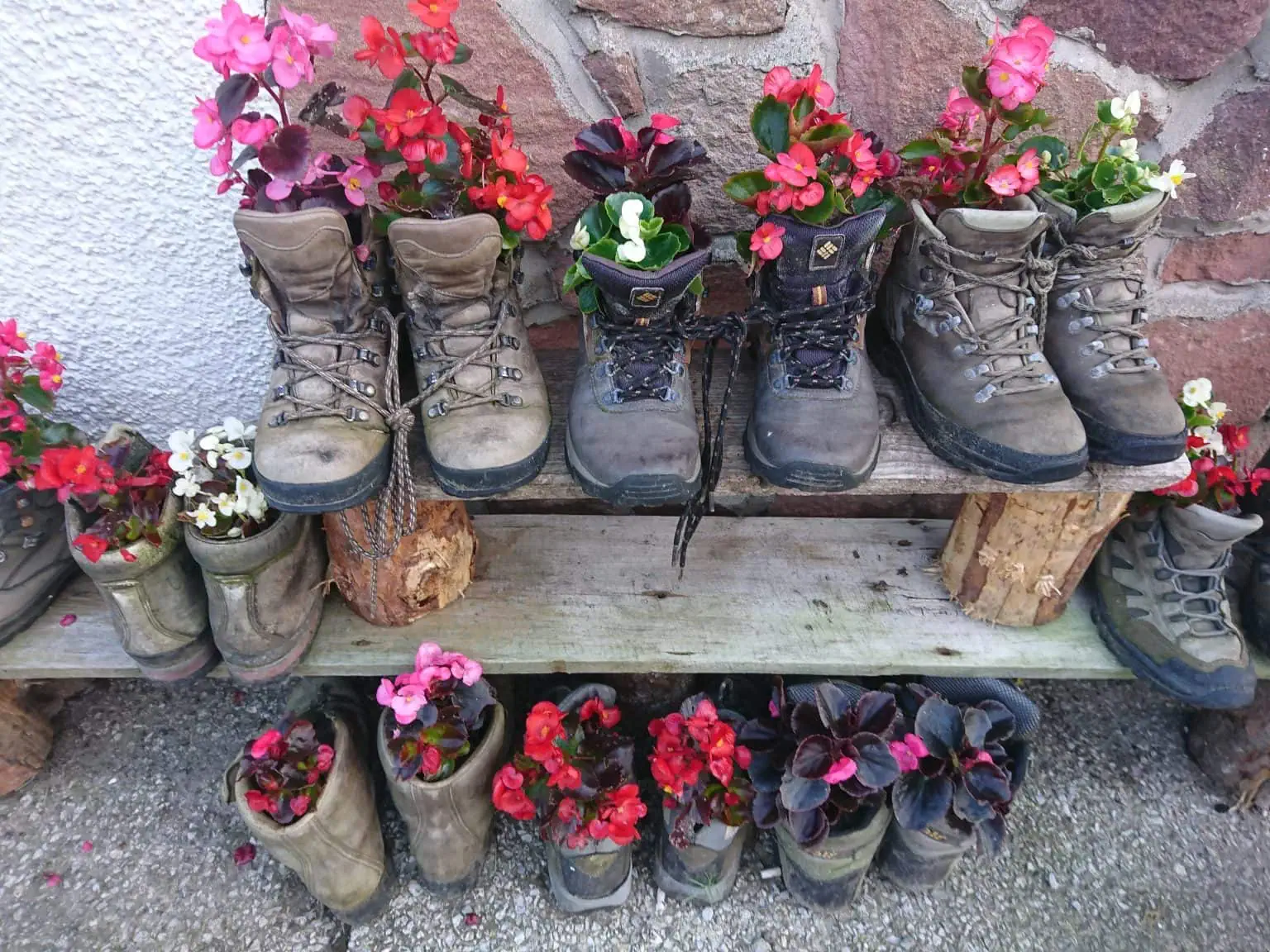 Several pairs of hiking boots on the outdoor ground and a two tiered old wooden shelf, each boot is filled with flowers, pink, red and white.