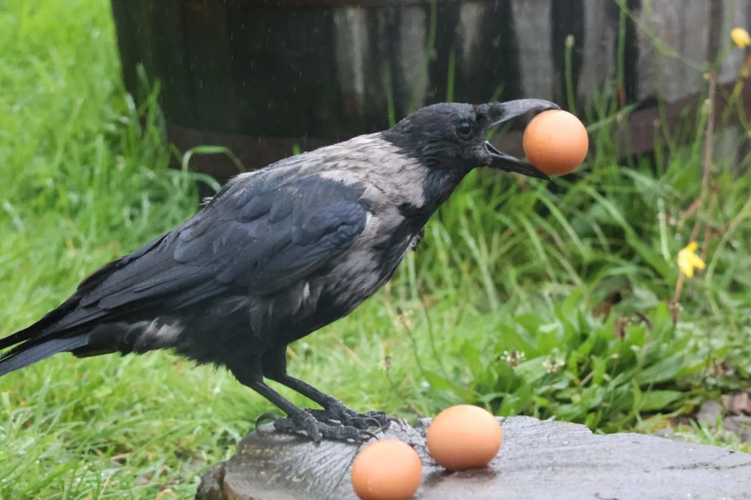 Hooded Crow with an egg in his fully stretched open beak and two more eggs lay at his feet. He stands on a long surrounded by grass.