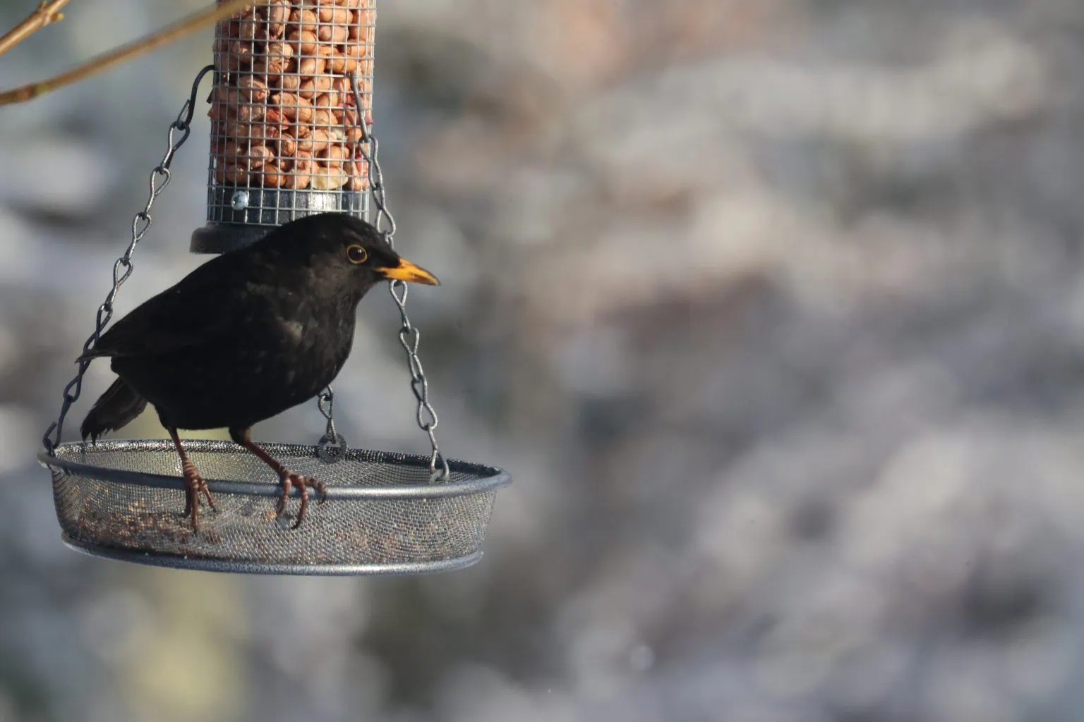 Male Blackbird on a feeding basket