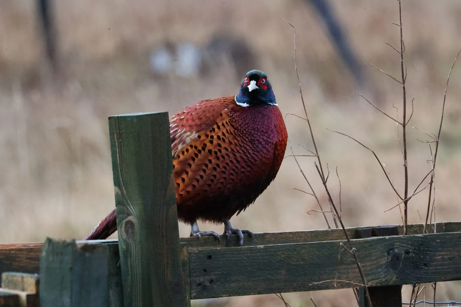 Male Pheasant fluffed up feathers sitting on a fence