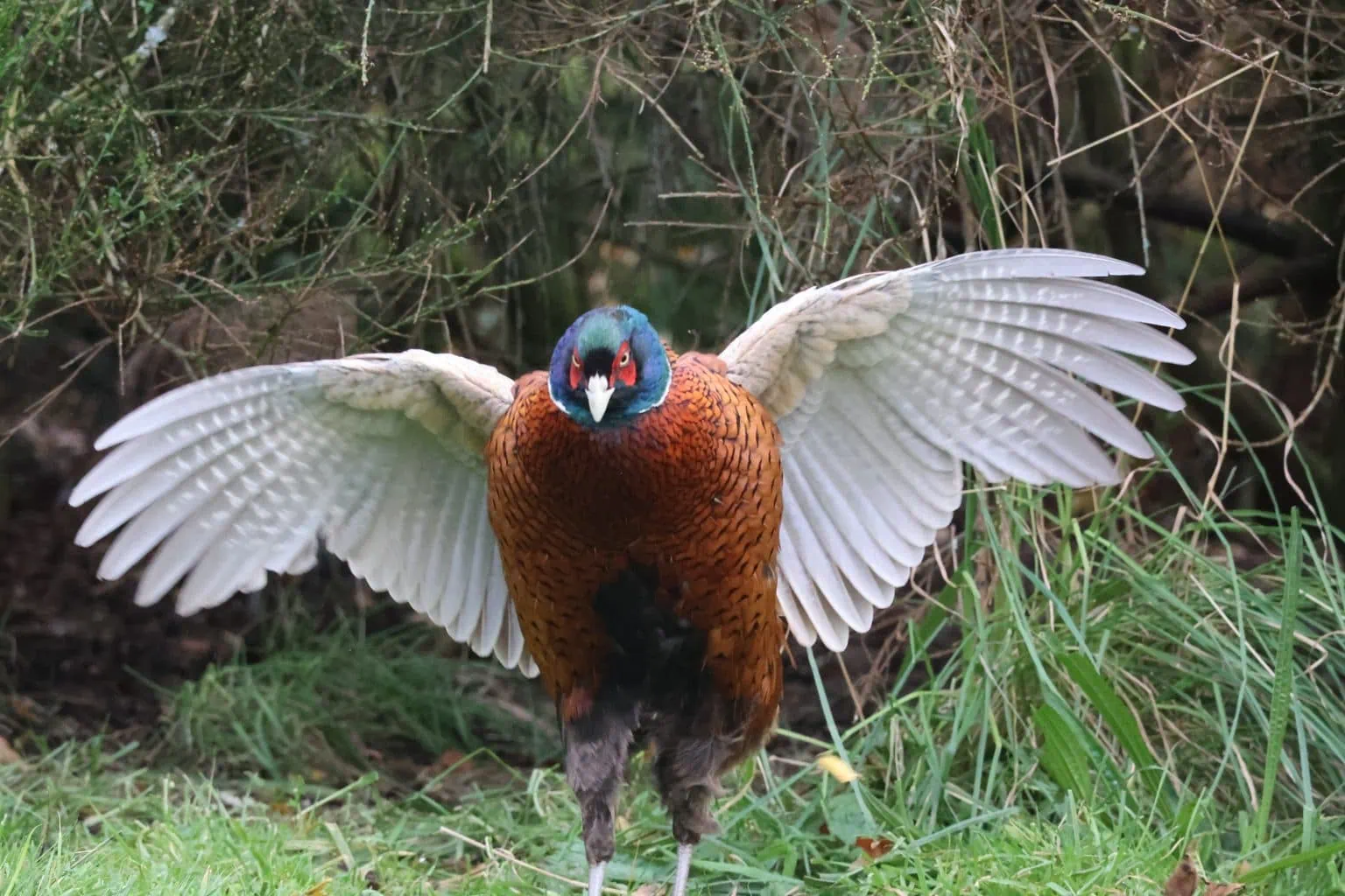 Male Pheasant stretching