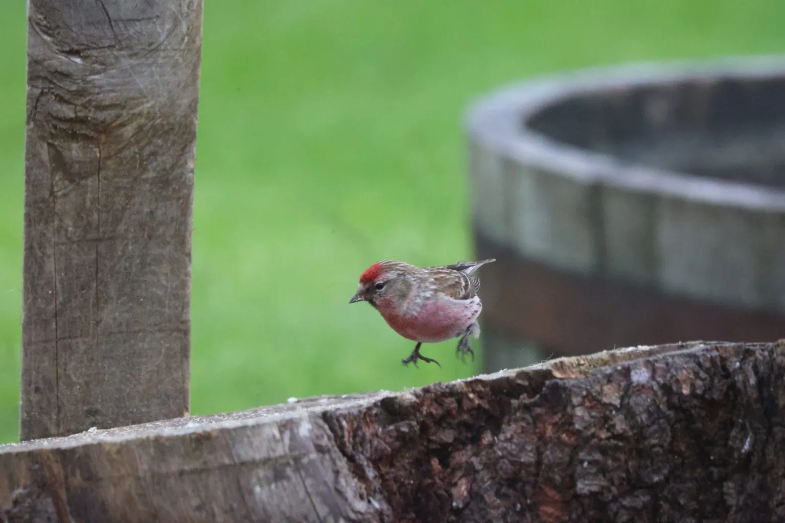 Male Redpoll leaping up from a log about to fly away.
