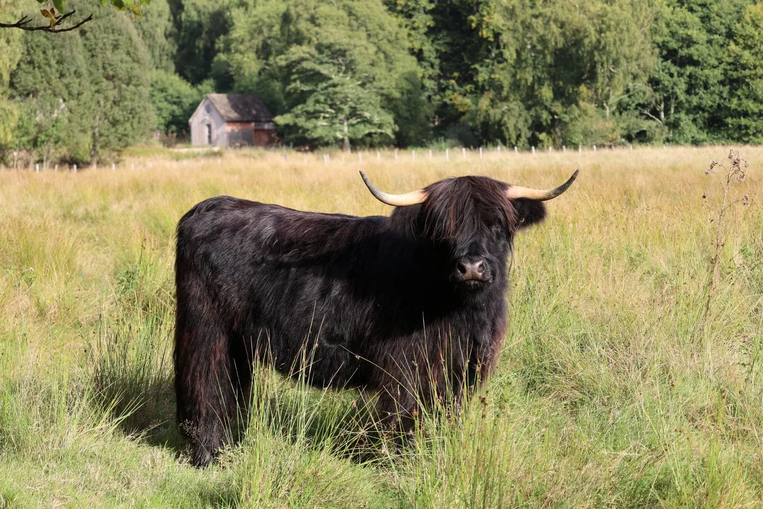 Miniature black Highland Cow stands in a field of long grass edged by trees an old building behind in. His eyes covered by his fringe. He has fully formed horns.