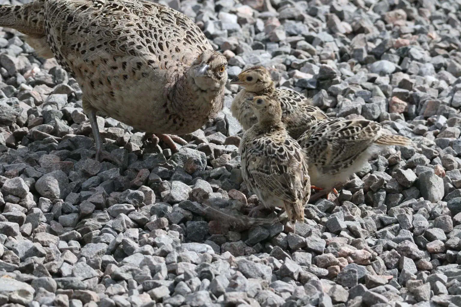 Pheasant and her three tiny chicks