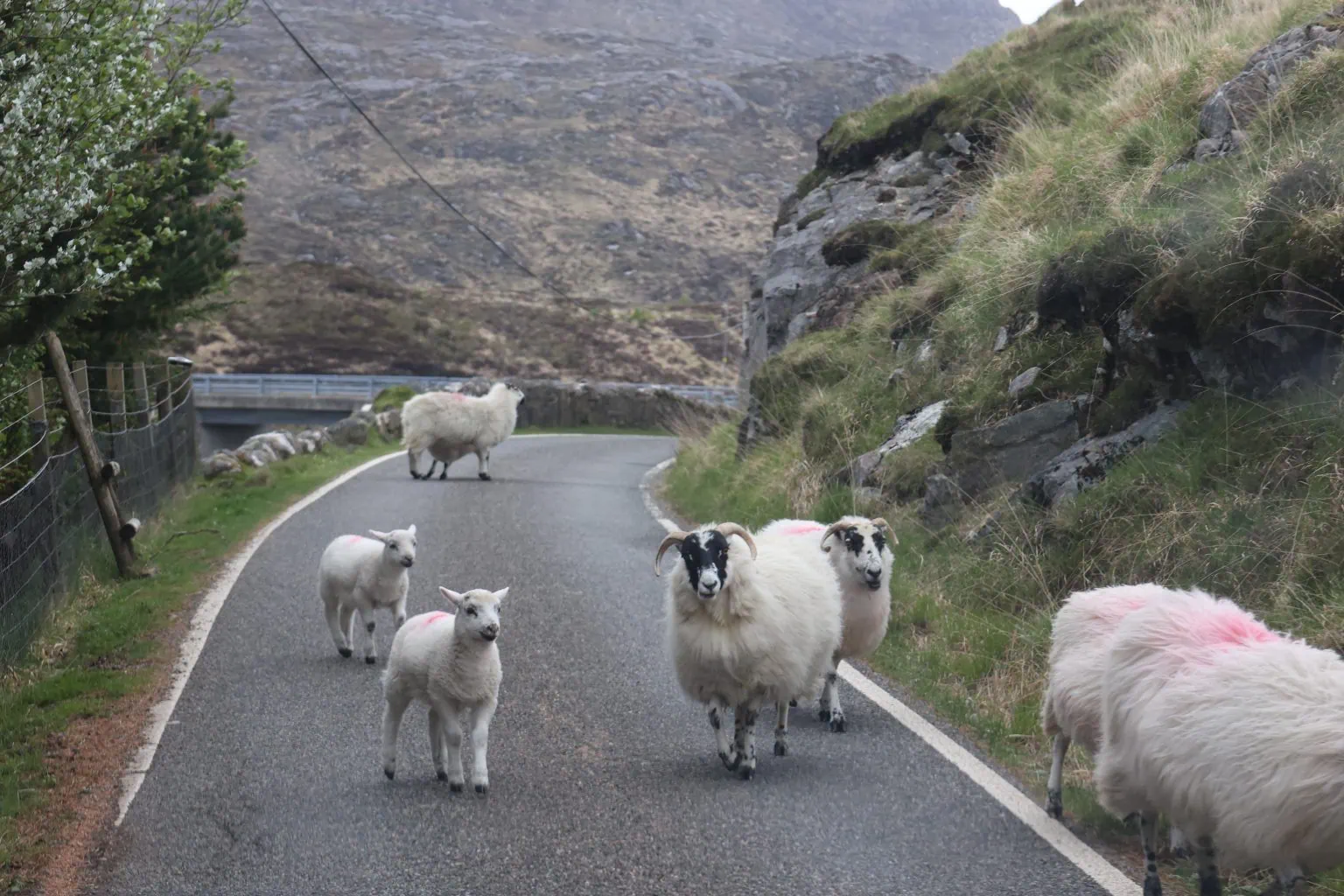 Sheep and lambs scattered across a narrow mountain road blocking the route for traffic.