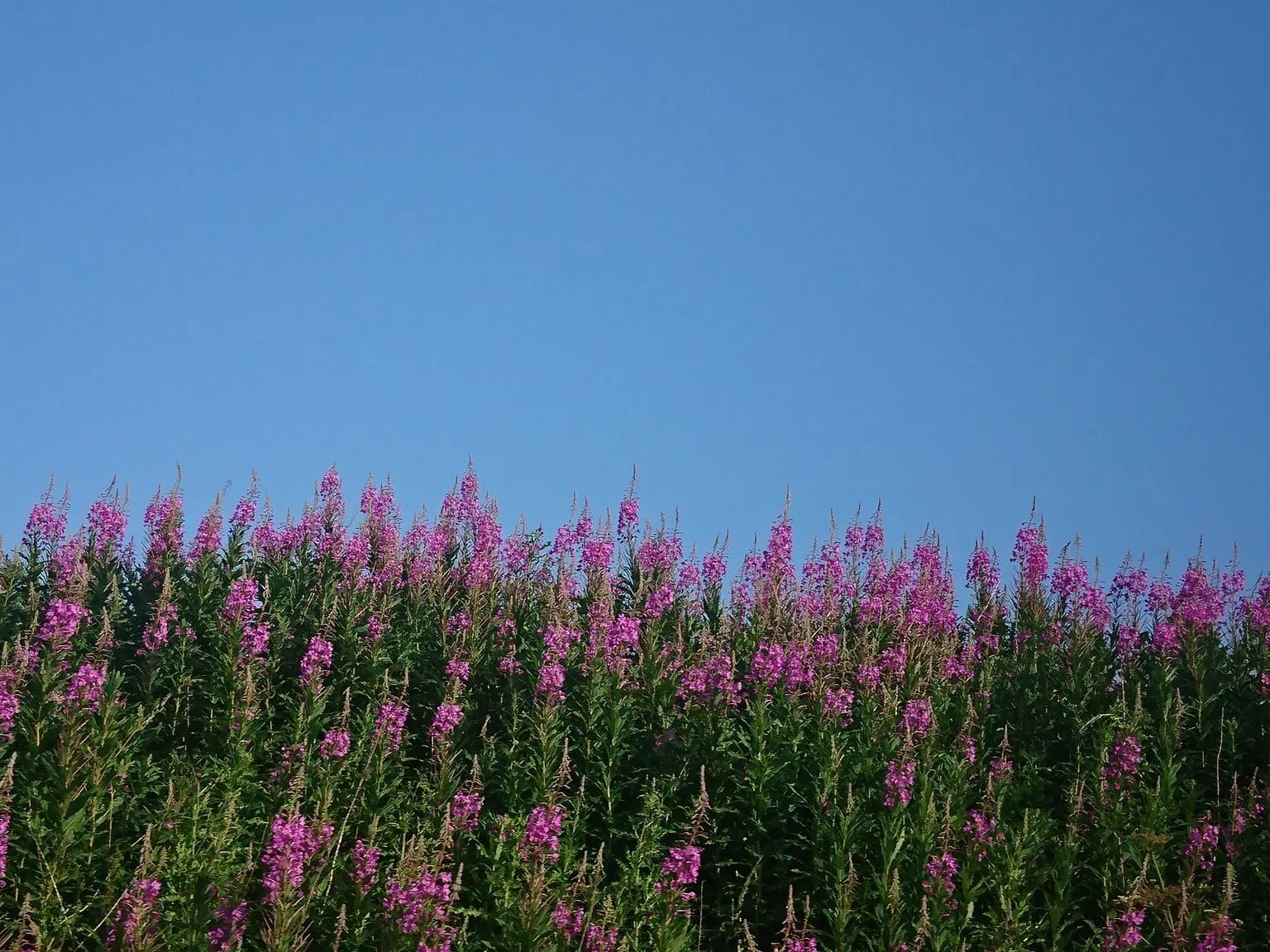 Vivid pink Rosebay Willow Herb growing under a cloudless blue sky.