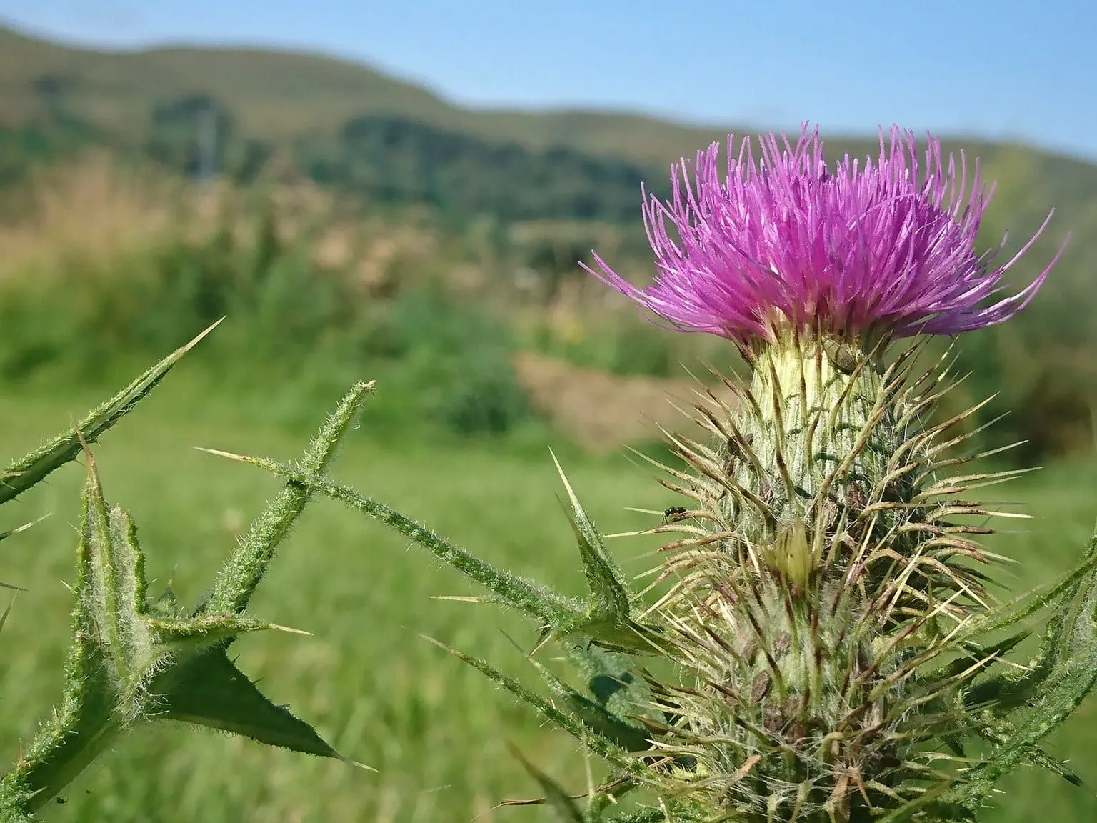 Sharp Scottish Thistle grows majestically, vivid purple flower fully open, bugs can be seen crawling on it on the prickles.