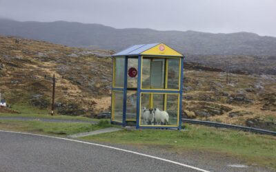 Sheep Shearer Shortage and the Impact on Highland and Islands
