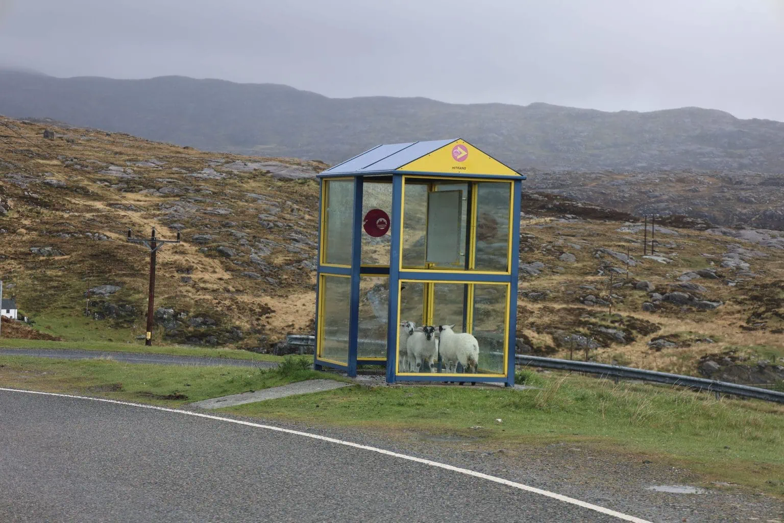 Sheep in a bus stop