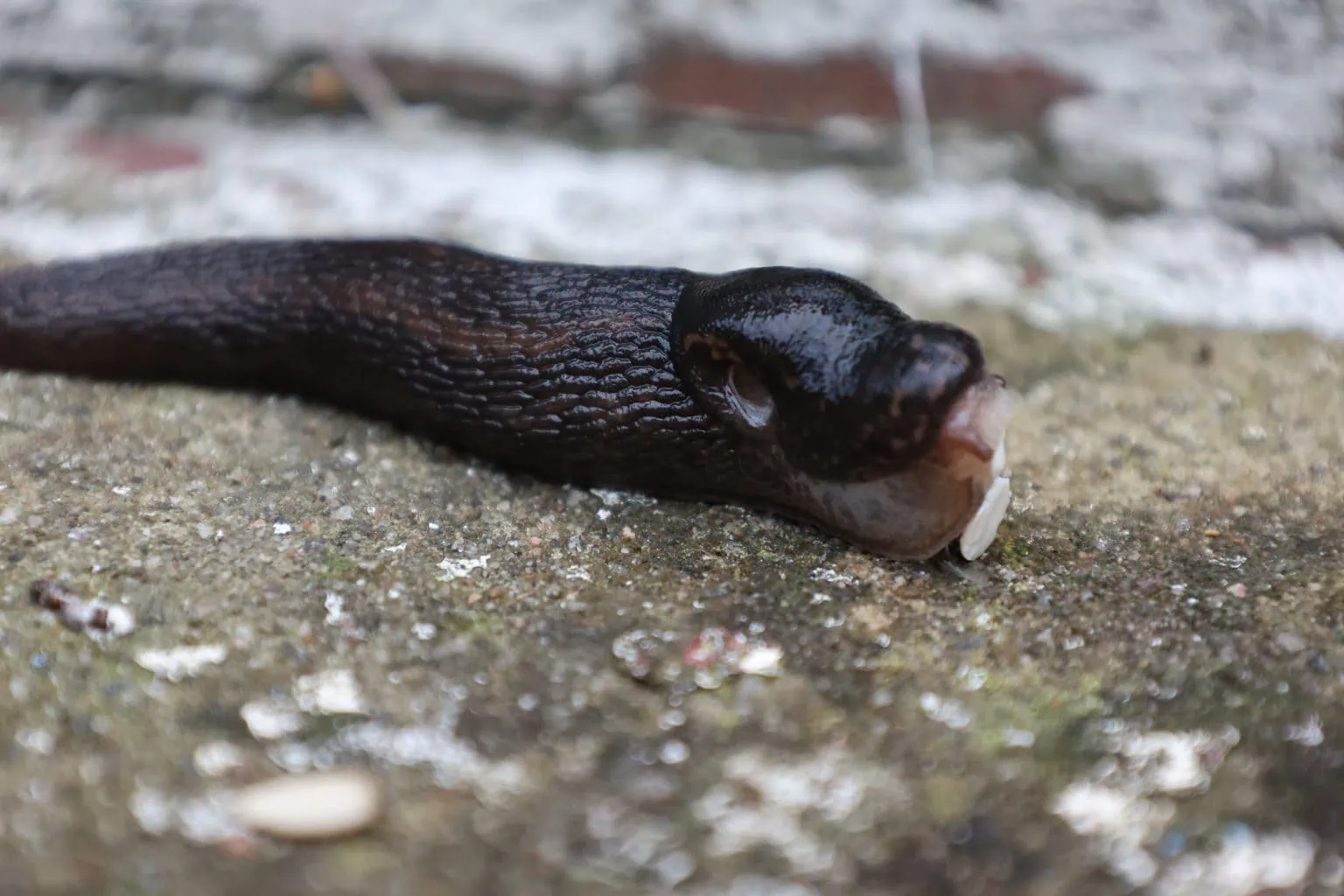 Slug eating a peanut