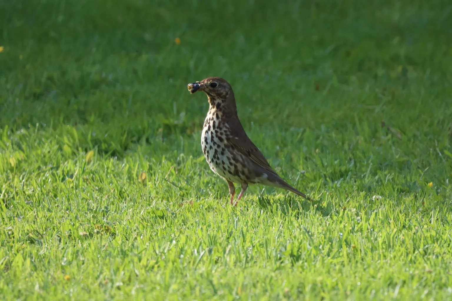 Song Thrush with beak full of worms standing on a grass wet with dew.