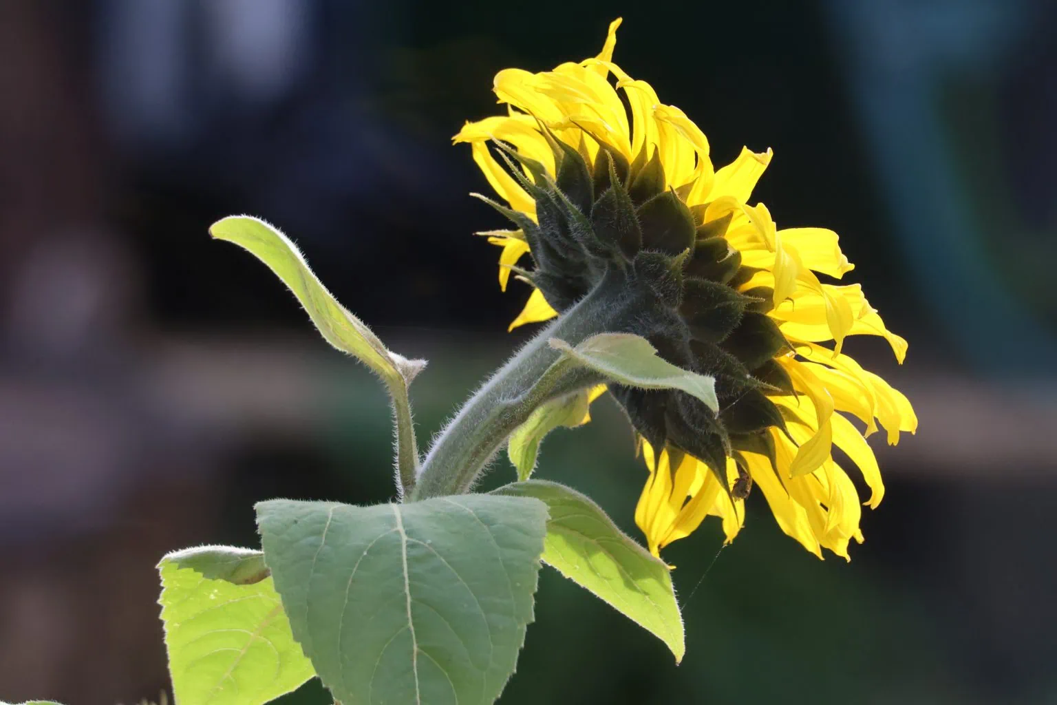 Sunflower bathed in sunshine.